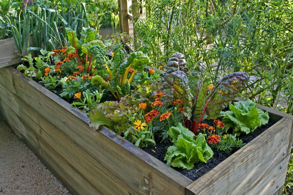 vegetable patch 